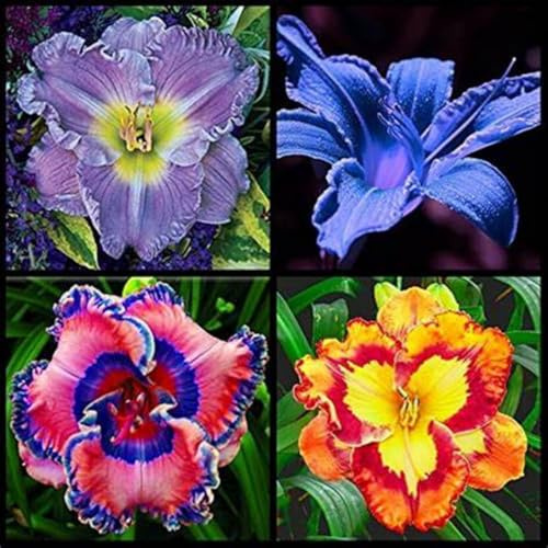 Mehrjährig Taglilien, (/Stauden/Staude/) Botanik Kollektion, Pflegeleicht, BlüHend, Hemerocallis, Winterhart, Beste Sorte, 15Zwiebeln-H