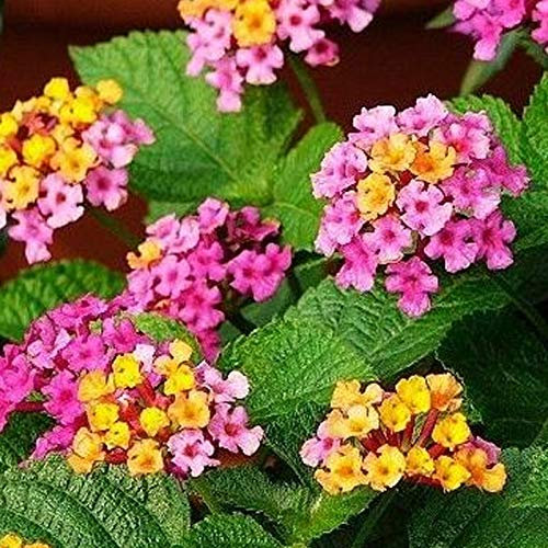 200Pcs Flower Seeds Productive Medium Watering Fresh Assorted Landscaping Lantana Seeds Garden Supplies - Mixed Color - Flower Seeds Vegetable Seeds Fruit Seeds Garden Plant Seeds for Planting