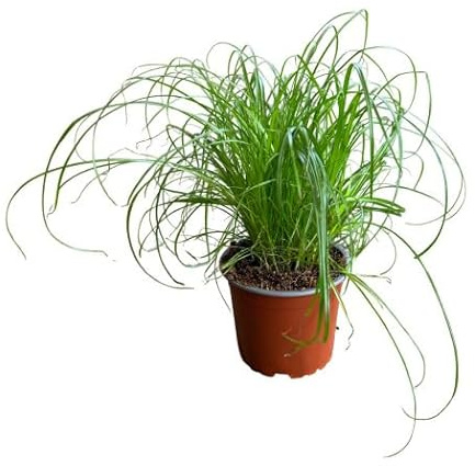 Hierba Gatera Viva – Planta Natural Cyperus Apta para Gatos