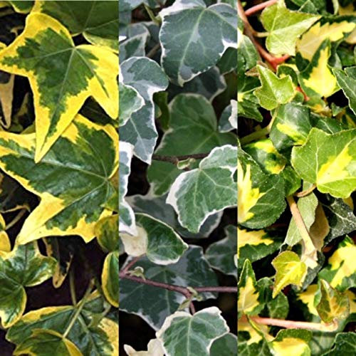 Hedera Ivy Mix x3 Plants in 9cm Pots - Named Varities of Climbing Ivy Plants