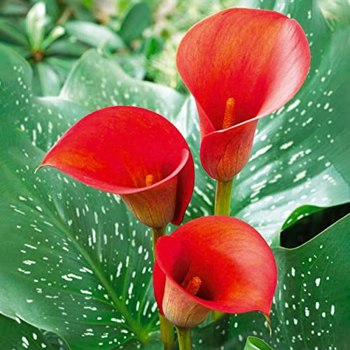 Garden State Bulb Red Alert Calla Lily Flower Bulbs, 12/14cm, Spring Planting (Bag of 15)