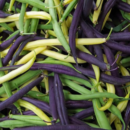 PREMIER SEEDS DIRECT - Dwarf Bean Seeds - Bean Mix - 150 Seeds