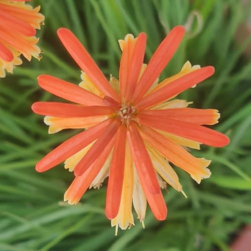 semi perenni di giglio torcia - giardino resistenti, esterno 200pcs