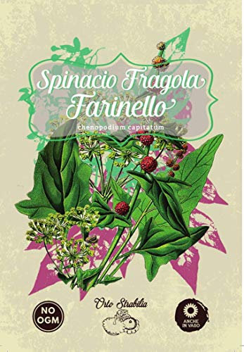 spinacio fragola farinello,chenopodium capitatum,semi rari,semi strani,orto strabilia