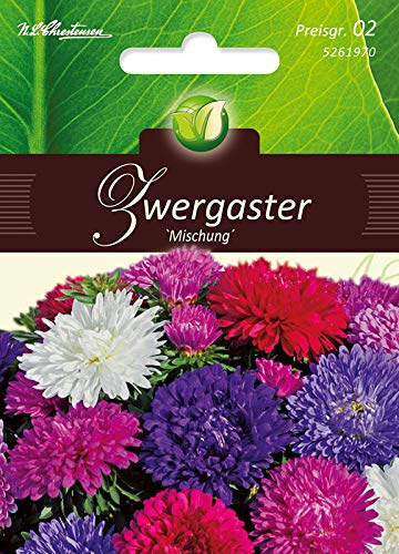 Callistephus, Zwergaster, Mischung