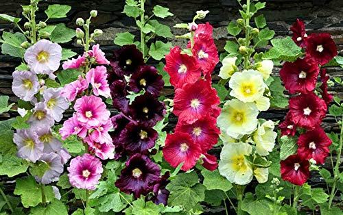 110 Seeds of Hollyhock Single Mix Perennial Tall Flower (Alcea Ficifolia)