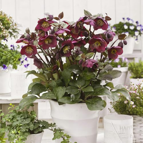 Bedwen Hellebore 'Frostkiss Anna's Red' 2L Plant – Winter Flowering Perennial with Marbled Foliage for Shade, Pots & Early‑Season Colour