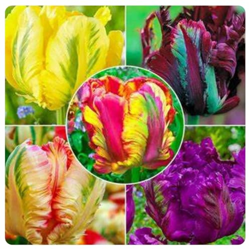 Tulpen Mix,Winterharte Mehrjährig,Heimdekoration,Tulpen kaufen,Verschönern die umwelt,Gartenschätze,Starke Anpassungsfähigkeit.-4rhizome-E