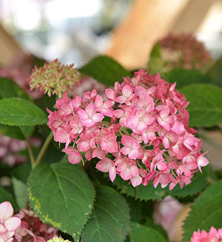 Ballhortensie Ruby Annabelle® 60-80cm - Hydrangea arborescens