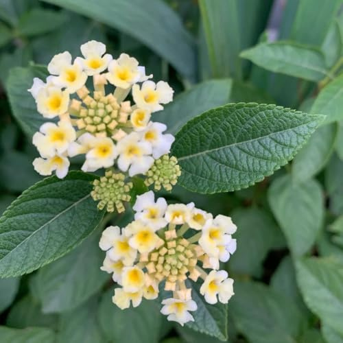 Semi di resistenti alla lantana semi di balcone perenni resistenti lantana decorazione da giardino per esterni, tappeto to luoghi soleggiati 70pcs