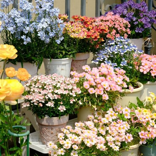 semillas de espejo de elfo semillas para balcón balcón cortadas pradera decorativas perenne trepadoras resistentes jardín pradera perennes 250pcs