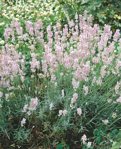 Lavandula angustifolia 'Hidcote Pink' 9x9 cm Topf – Winterhart, Mehrjährig, Pflegeleicht – Echter Lavendel – Beet- & Kübelpflanze für Garten & Balkon