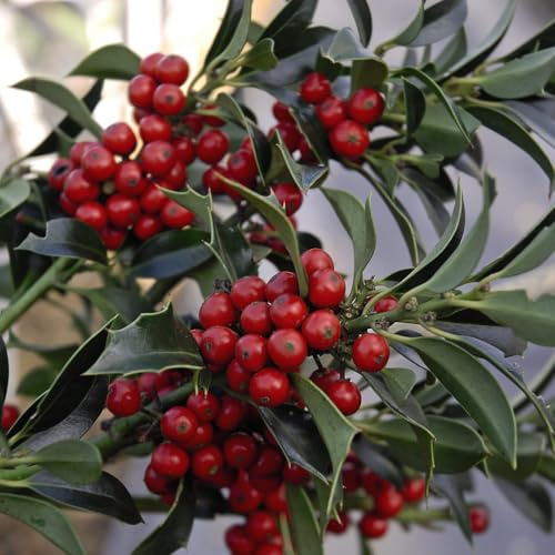 Holly 'Alaska' - Hardy Evergreen Tree with Glossy Green Foliage & Abundant Red Berries | Ideal for Christmas & Wildlife Support | Year-Round Interest - 1x 3 Litre Potted Plant by Thompson & Morgan