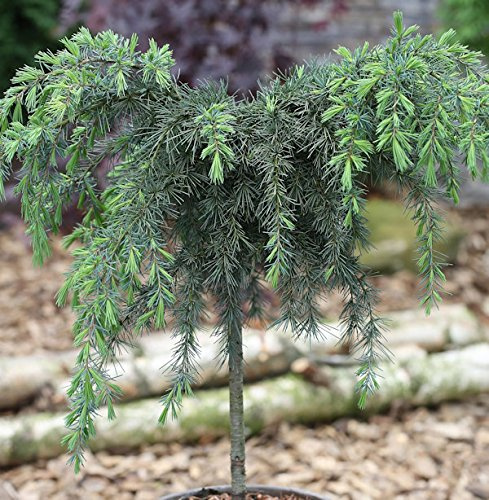 Cedrus deodara 'Feelin Blue' 40–60 cm – Immergrün, Winterhart, Pflegeleicht – Himalaya-Zeder Hochstamm – Ziergehölz für Kübel & Garten