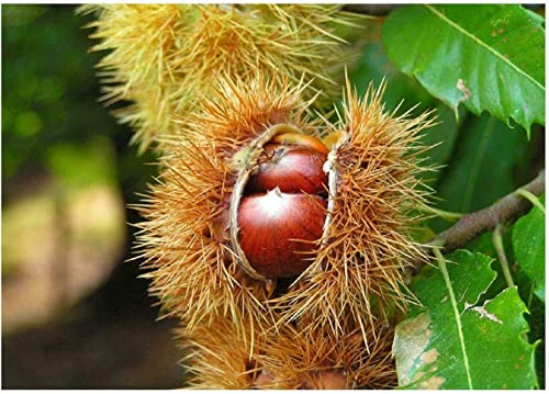 Edelkastanie Castanea sativa Pflanze 35-40cm Esskastanie Maronen Maroni Kastanie