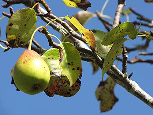 Birne Pyrus communis Pflanze 35-40cm Kultur-Birne Birnenbaum Holzbirne Birnbaum