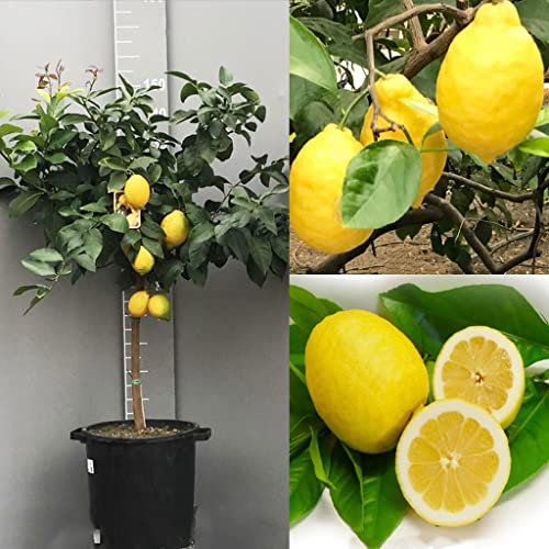 SAVINI VIVAI Planta de Limón Árbol de Cítricos Sfusato Amalfi Limón en Maceta de 35 cm Altura 150-180 cm 6-7 años Injerto Made in Italy