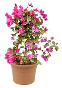 Buganvilia Planta PREMIUM Enredadera de Exterior, DECOALIVE