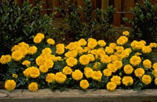 50 Semi di Calendula - Janie se Luminoso Giallo:Grani