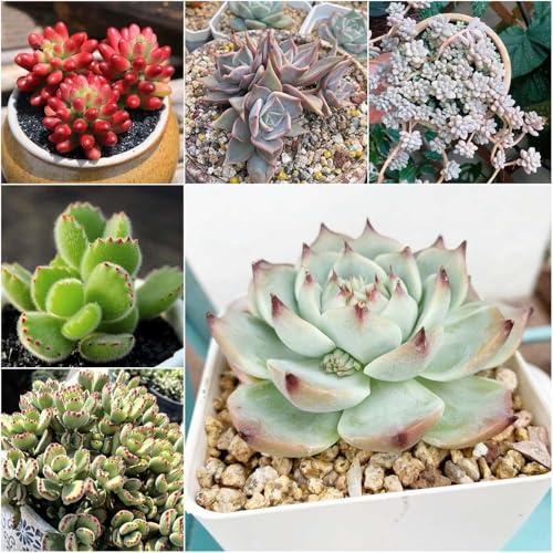 sukkulenten - pflanzensamen garden stauden winterhart mehrjährig bonsai winterhart draußen hochbeete für garten zimmerpflanzen steingartenpflanzen topf 400samen