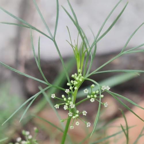 perifollo Variedades de hortalizas tradicionales,s y silvestres. Semillas de hortalizas y medicinales balcón jardín interior exóticas 250semillas