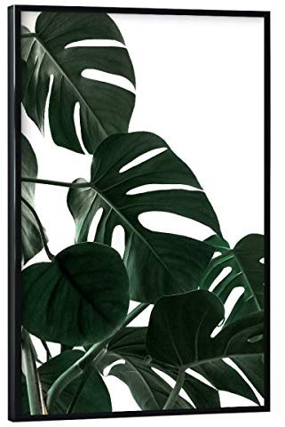 artboxONE Poster mit schwarzem Rahmen 90x60 cm Natural Monstera von Künstler AB1 Edition - Poster mit Kunststoffrahmen
