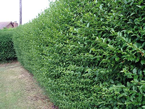 5 Green Privet Hedging Ligustrum Plants Hedge 2-3ft, 60-90cm,Quick Growing Evergreen 3fatpigs®