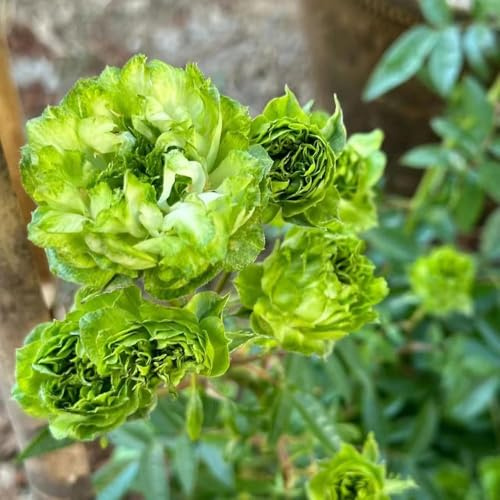 semillas de rosal trepador de cortadas jardín resistentes trepadora con verano rosa trepadora 250pcs