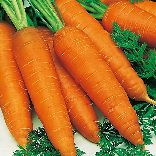 Lot de 800 graines de carottes Autumn King 2 - Bon pour la cuisine - Bon pour le stockage - Racines levées tardives - Variété large et populaire - Faites pousser dans votre jardin de cuisine