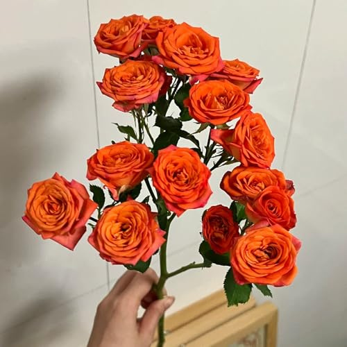 rosas Semillas de de cobertura del suelo, perennes, resistentes al invierno. rosas trepadoras interior raras balcón cortadas jardín balcón pradera 700semillas
