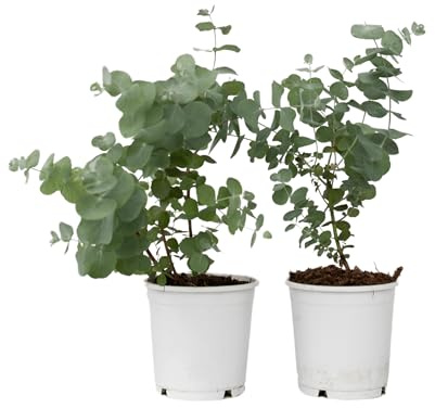 Plant in a Box - Eucalyptus Pulverulenta 'Baby blau' - 2er Set - Eukalyptus - Topf 12cm - Höhe 25-40cm