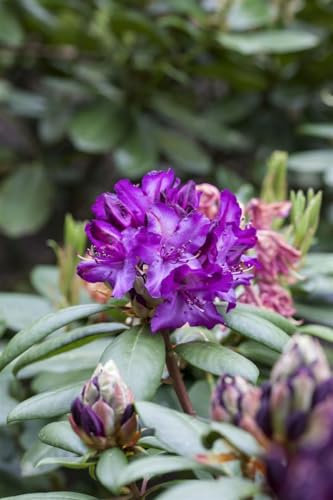 Rhododendron 'Tonika' 40-50 cm - Rhododendron, rosa Blüten, Blütezeit Mai-Juni, ideal für Halbschatten, immergrün, winterhart