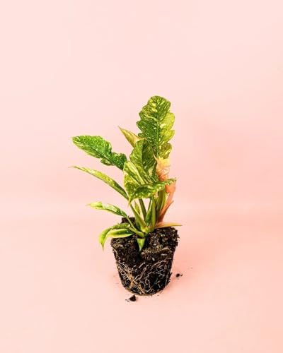 PUR PLANT Philodendron Ring of Fire | Planta natural tropical de interior rara y resistente | Hojas variegadas en tonos verdes, naranjas y crema | Elegante y exótica | Maceta de Ø14 cm