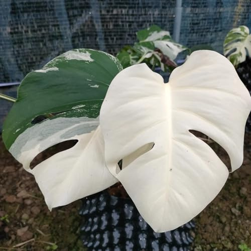 semillas de monstera - balcón, resistentes interior 100pcs