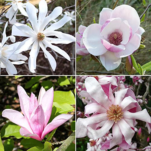 Magnolia Plants Mix | Mixed Collection of Bushy Garden Shrubs | Spring Flowering, Hardy Feature Plant | Deciduous, Ideal for Borders - 9cm, 4-Pack