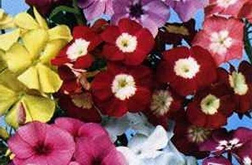 5 g / 100 Seeds of Annual Phlox Mix: Seeds:packing seeds only