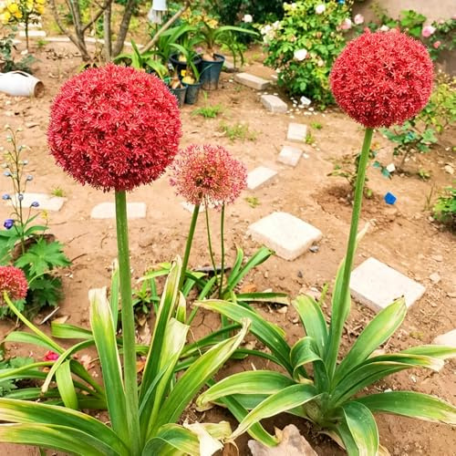 allium riesenlauch zierlauch 12Rhizome gartenpflanzen winterhart mehrjährig Dekoration Seltene