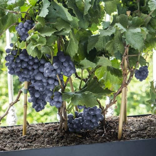 Fruit Vitis (Grape) vinifera Pixie Pinot Noir - Compact Dwarf Vine for Small Spaces | Ideal for Terraces or Balconies - 3X 14cm Potted Plants by Thompson & Morgan
