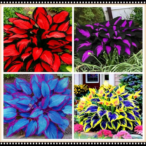 Hosta a basso consumo idrico, tollerante alla siccità e all'ombra, una scelta senza preoccupazioni per i giardini all'aperto-4 PCS-D