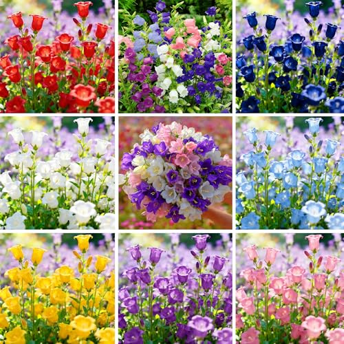 Mixrug Mix Climbing Campanula Bellflower Seeds for Planting, 312+pcs Rare Perennial Bellflower Flower Seeds Plants, Non-GMO Heirloom Hummingbirds Open Pollinated Flowers for Home Garden Outdoors