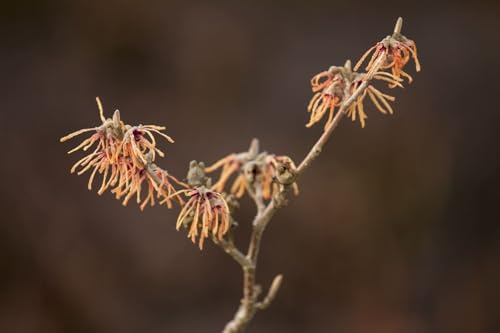 Zaubernuss Hamamelis intermedia Aurora 60-80 cm Zierstrauch winterhart | Gelb-orange Blüten im Winter, duftend, sonniger bis halbschattiger Standort, robust, ideal als Solitär im Garten