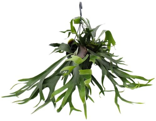 Exotenherz Platycerium bifurcatum - Geweihfarn - Große Solitärpflanze - im 21cm Ampeltopf