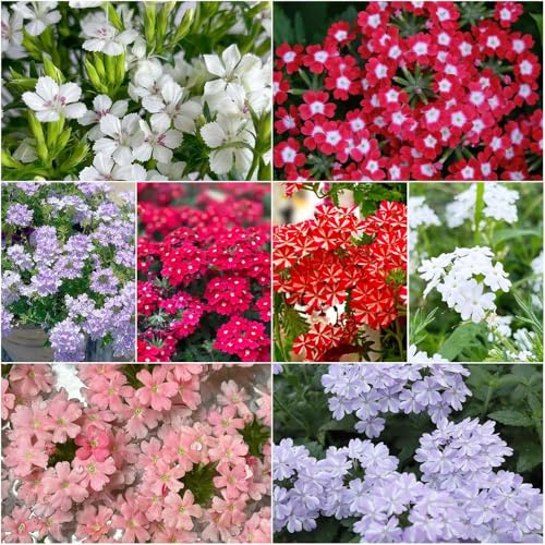 Verbena-hybrida Seltene Serie ausgefallene gartenpflanzen sommerblumen bodendecker winterhart mehrjährig bonsai exotische topf, blumenwiese Zierblumen 300samen