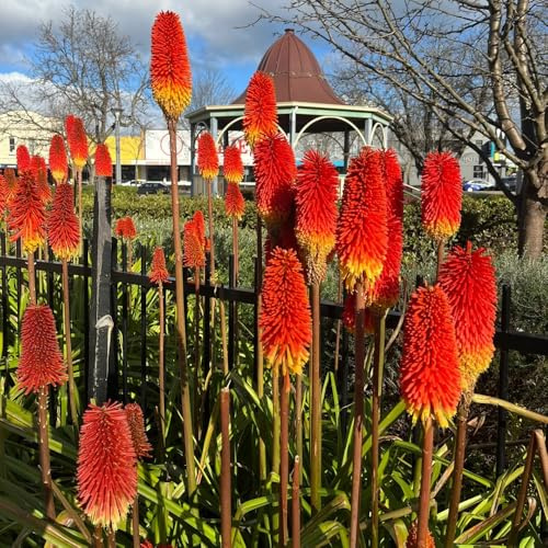 semi di giglio torcia - selvatici perenni giardino esterno biologici resistenti 85pcs