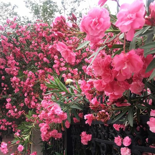 semi di oleandro, regali sostenibili Nerium oleandro, da esterno resistenti perenni decorazione da giardino per esterni semi per aiuole 15pcs