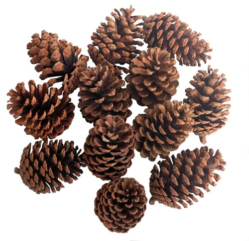 12 Stück Natürlich Getrocknete Tannenzapfen Natürliche Tannenzapfen zum Basteln Groß Kiefernzapfen für Weihnachten Deko Adventskranz Deko Weihnachtsbaum DIY Basteln Winter Deko
