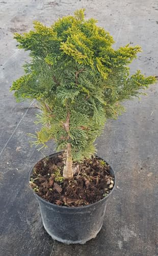 Chamaecyparis obtusa 'Nana Gracilis' (De greffe) / Faux cyprès d'Hinoki/Conteneur de 3 à 4 litres/Conifère