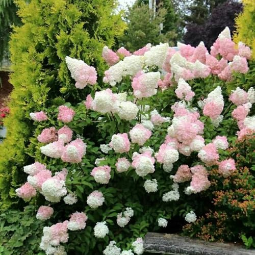 semi di ortensia a pannocchia - da giardino roccioso resistenti per il balcone in perenni 300pcs