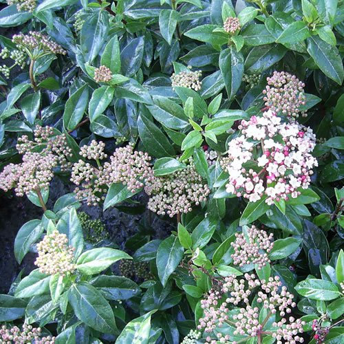 1 x VIBURNUM 'EVE PRICE' immergrüner Strauch, winterhart, Gartenpflanze im Topf.