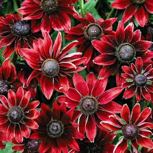 Sonnenhut 'Cherry Brandy', Rudbeckia -Seltene und erstaunliche Vielfalt